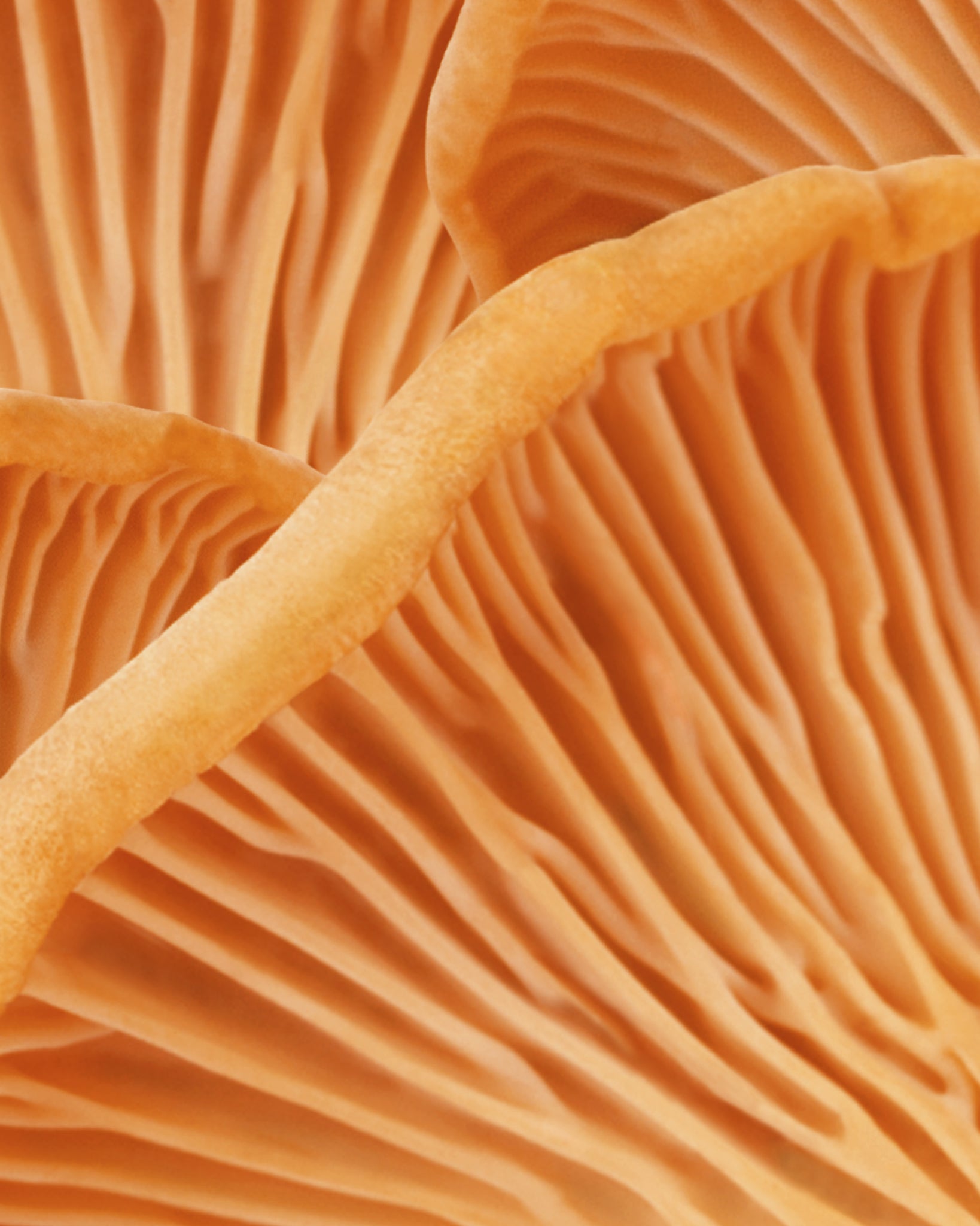 MÁDARA Organic Skincare chanterelle shampoo A4071 shampoo product photo on plain background.